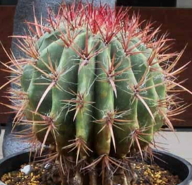 Ferocactus stainesii (Mexican Fire Barrel Cactus) 10 Pieces Seeds