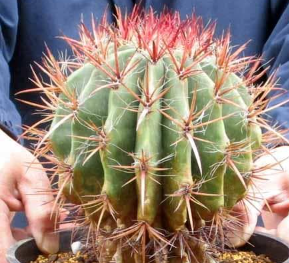 Ferocactus stainesii (Mexican Fire Barrel Cactus) 10 Pieces Seeds