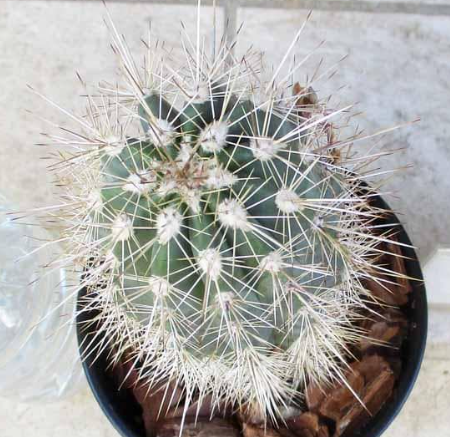 Myrciaria dubia 10 Pieces Seeds