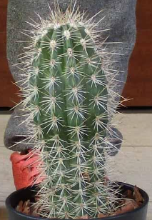 Myrciaria dubia 10 Pieces Seeds
