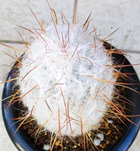 Oreocereus celsianus 'Lion Nishiki' 15 Pieces Seeds