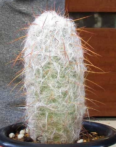 Oreocereus celsianus 'Lion Nishiki' 15 Pieces Seeds