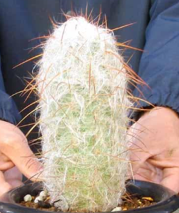 Oreocereus celsianus 'Lion Nishiki' 15 Pieces Seeds
