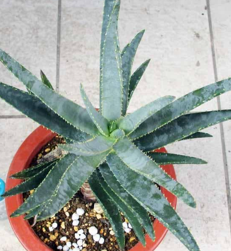 Aloe dichotoma 15 Pieces Seeds