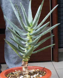 Aloe dichotoma 15 Pieces Seeds
