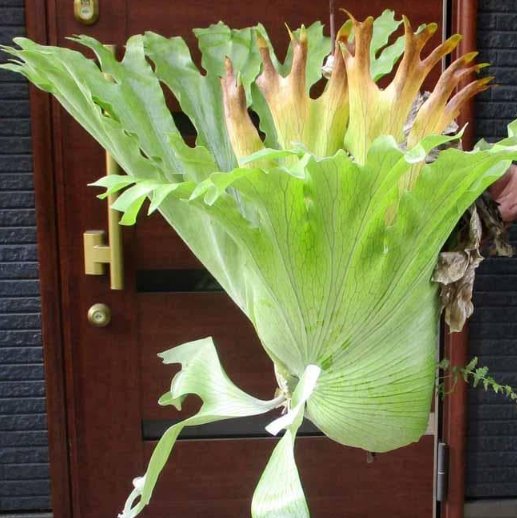 Platycerium Holttumii (Staghorn Fern) 0.2ml Spores