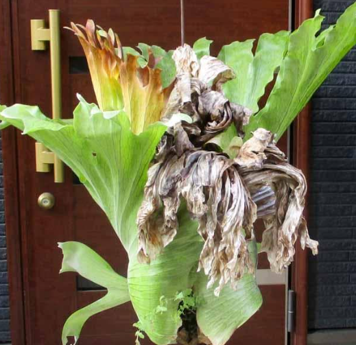 Platycerium Holttumii (Staghorn Fern) 0.2ml Spores