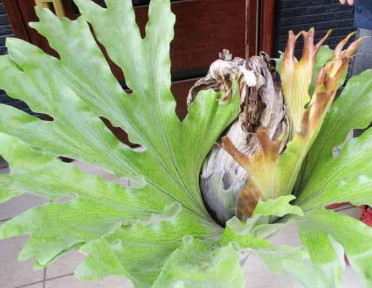 Platycerium Holttumii (Staghorn Fern) 0.2ml Spores