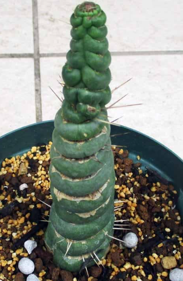 Eulychnia castanea f. spiralis 10 Pieces Seeds