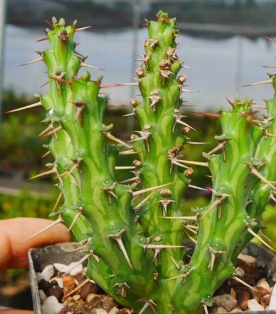 Euphorbia actinoclada 5 Pieces Seeds