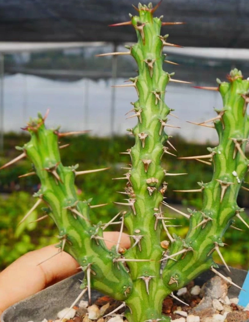 Euphorbia actinoclada 5 Pieces Seeds