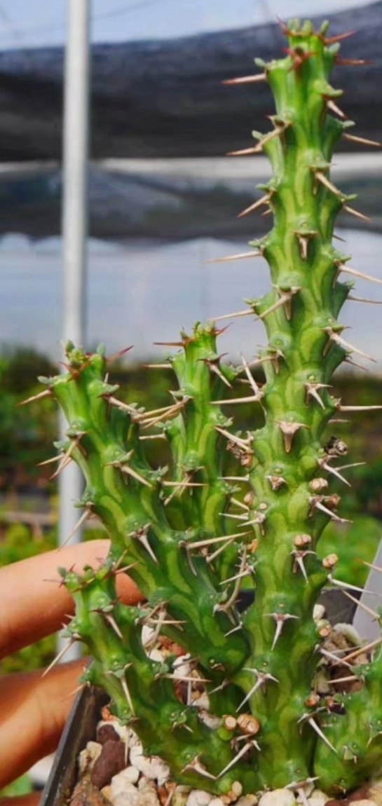Euphorbia actinoclada 5 Pieces Seeds