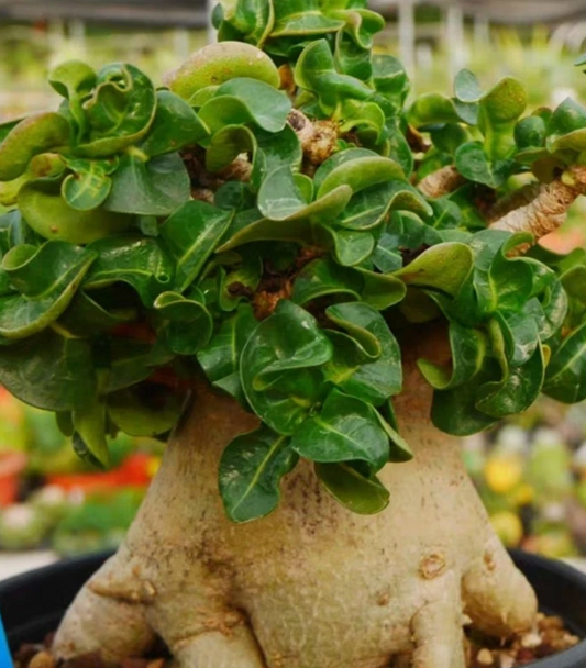 Thai Socotranum ( Adenium khao ) 4 Pieces Seeds