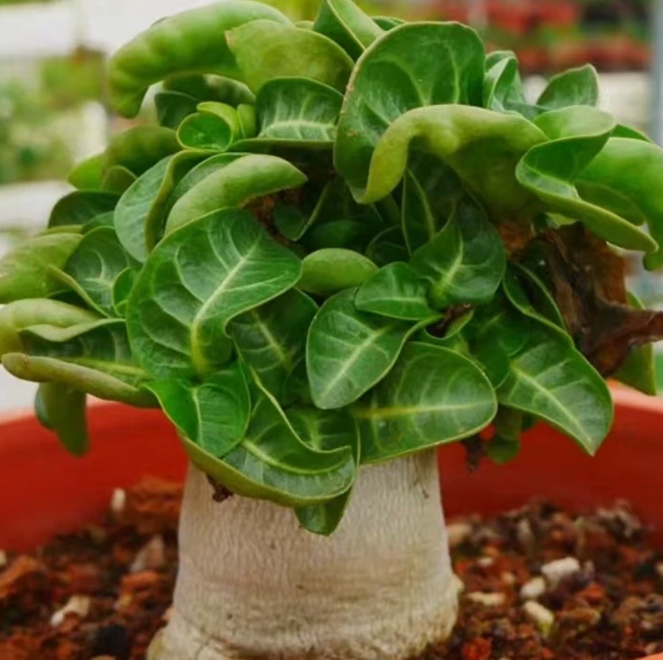 Thai Socotranum ( Adenium khao ) 4 Pieces Seeds