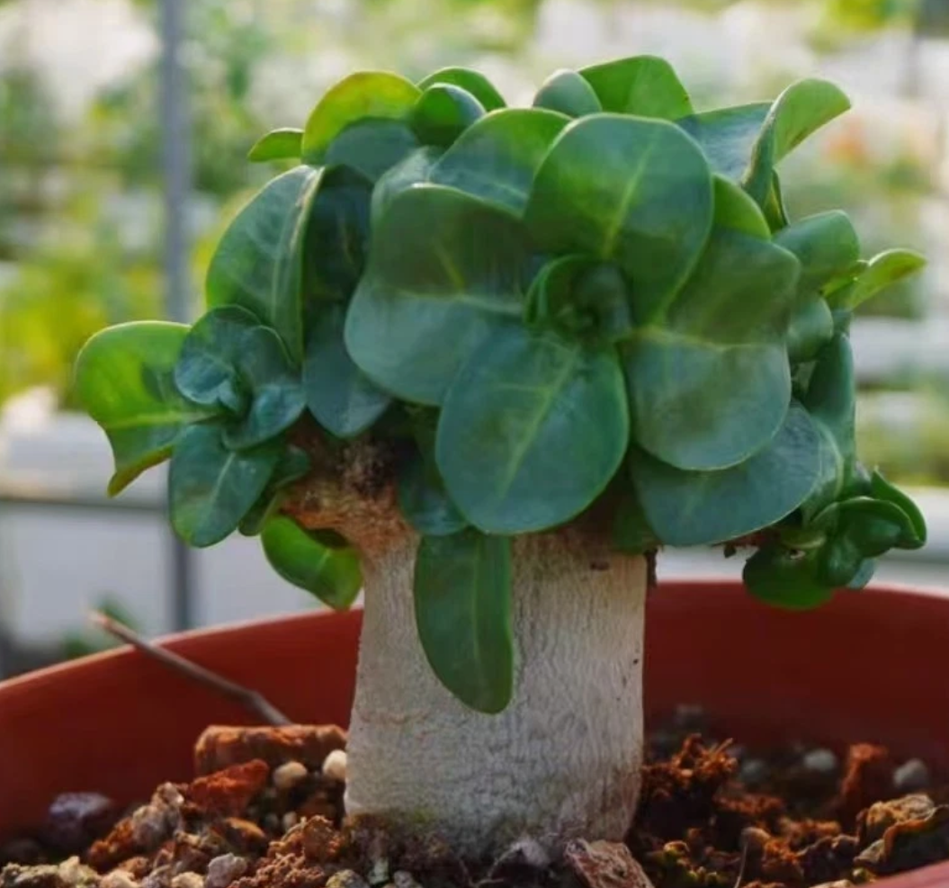 Thai Socotranum ( Adenium khao ) 4 Pieces Seeds
