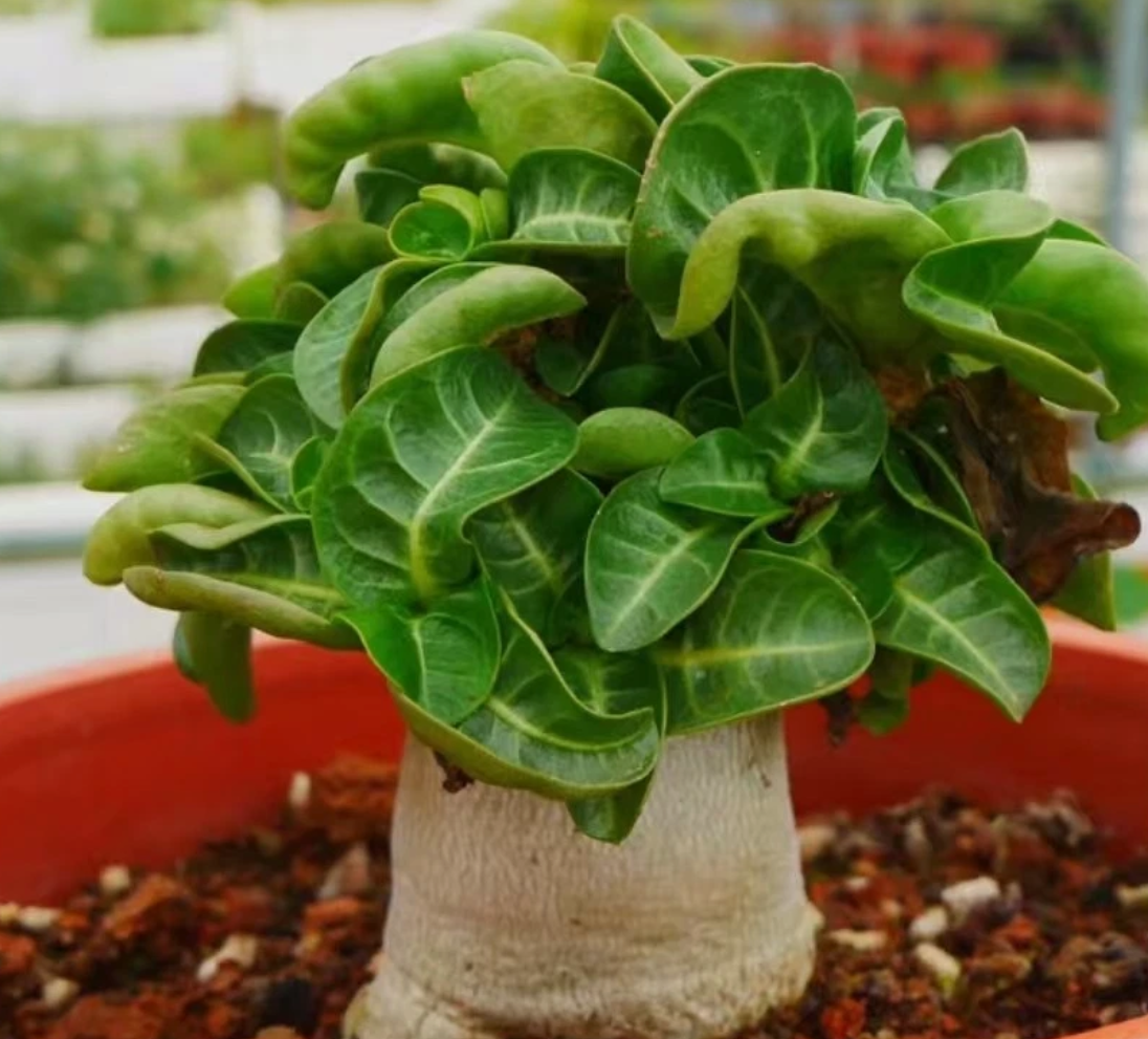 Thai Socotranum ( Adenium khao ) 4 Pieces Seeds