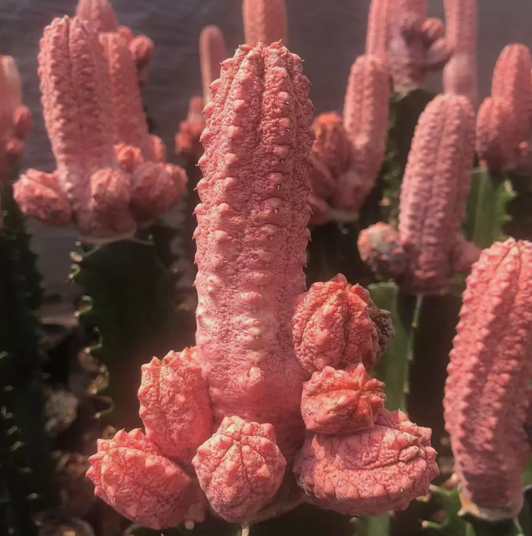 Euphorbia abdelkuri cv. Damask 10 Pieces Seeds