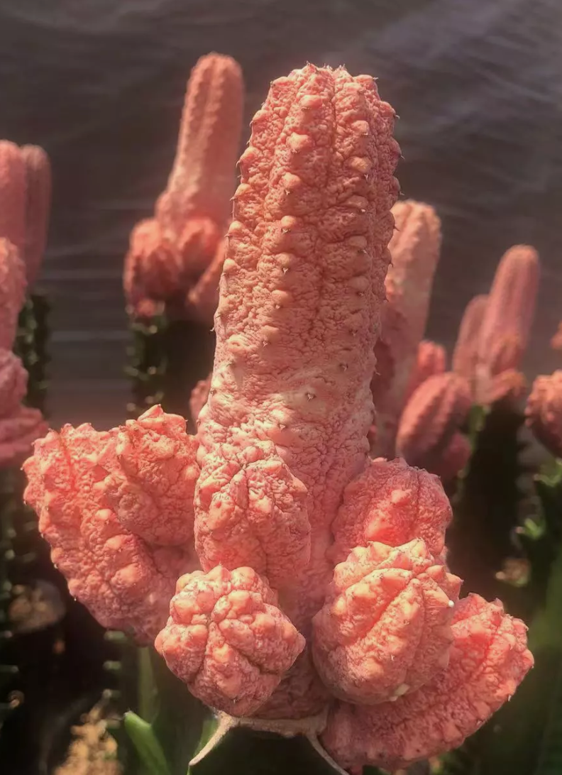 Euphorbia abdelkuri cv. Damask 10 Pieces Seeds