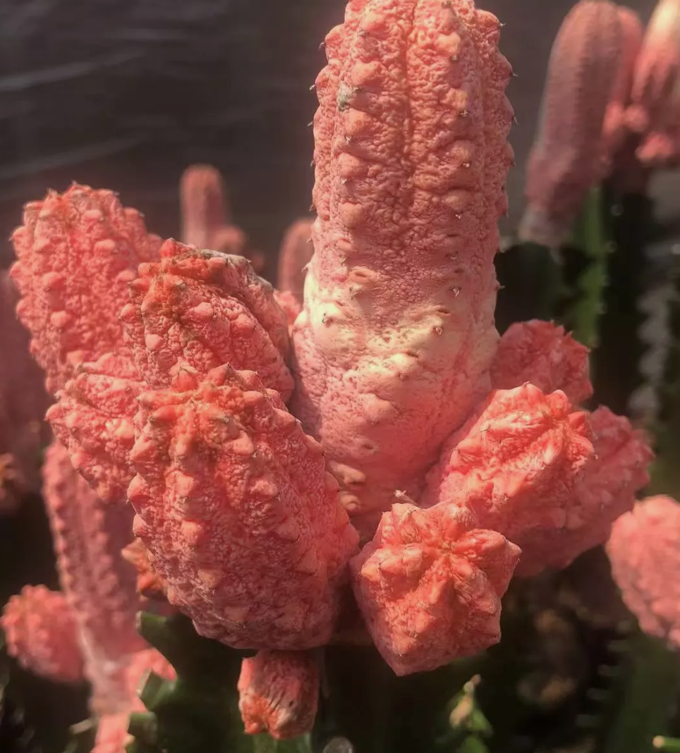 Euphorbia abdelkuri cv. Damask 10 Pieces Seeds
