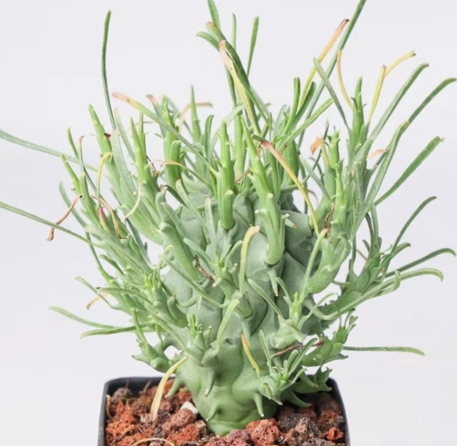 Euphorbia schoenlandii 10 Pieces Seeds
