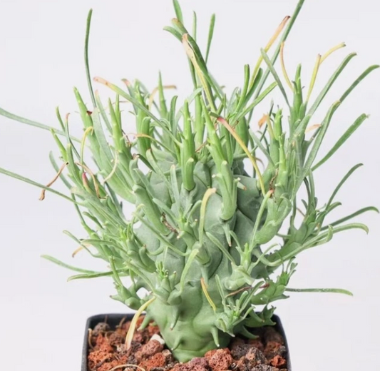 Euphorbia schoenlandii 10 Pieces Seeds