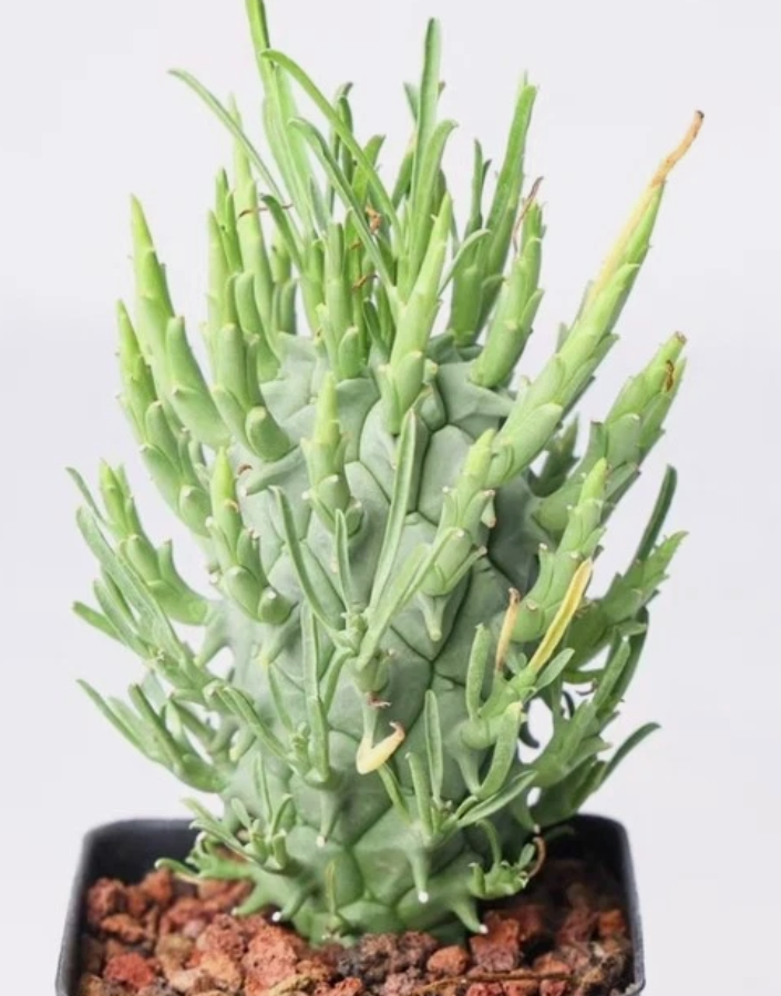 Euphorbia schoenlandii 10 Pieces Seeds