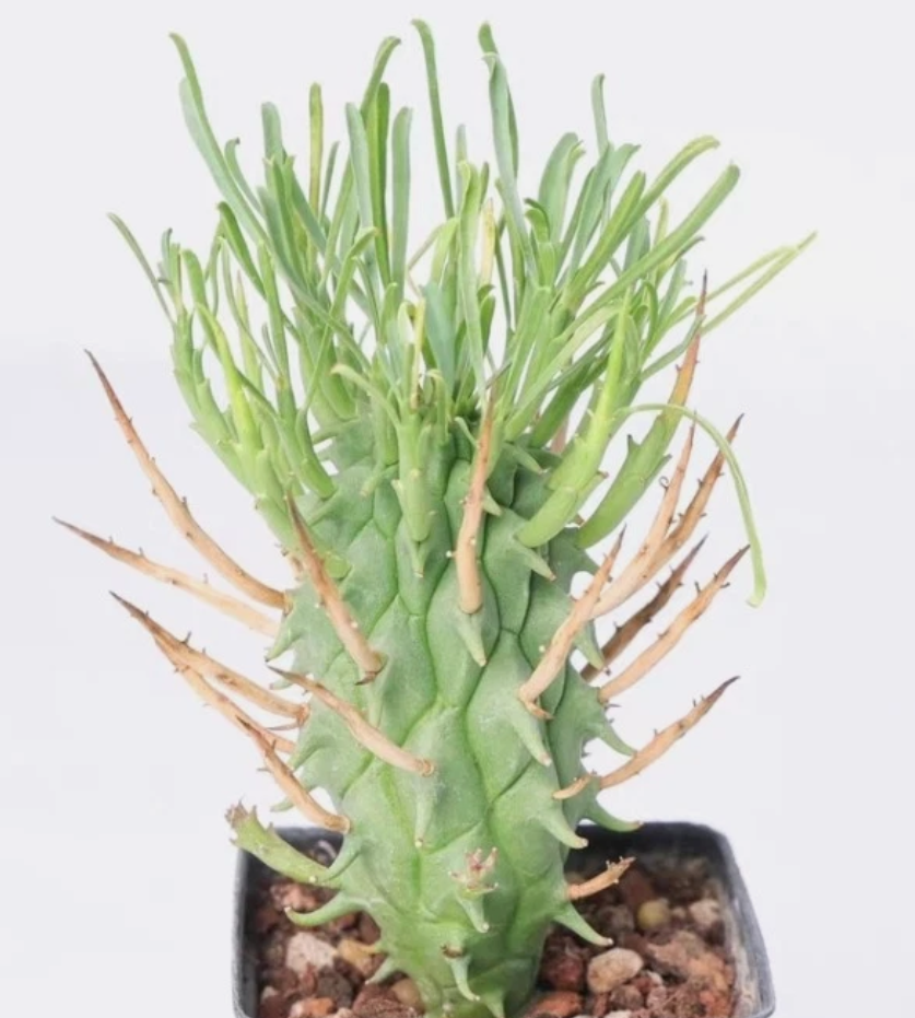 Euphorbia schoenlandii 10 Pieces Seeds