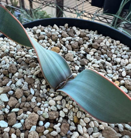 Welwitschia mirabilis 5 Pieces Seeds