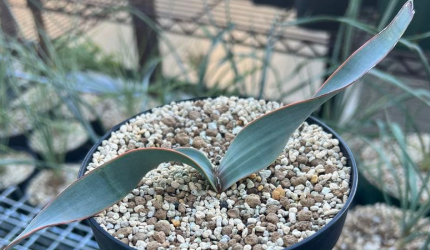 Welwitschia mirabilis 5 Pieces Seeds – exotic-gardenkingdom.com
