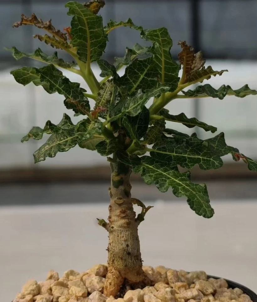 Boswellia nana 6 Pieces Seeds