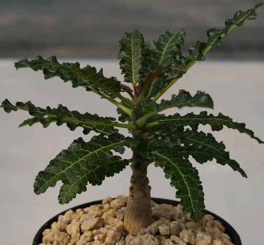 Boswellia nana 6 Pieces Seeds