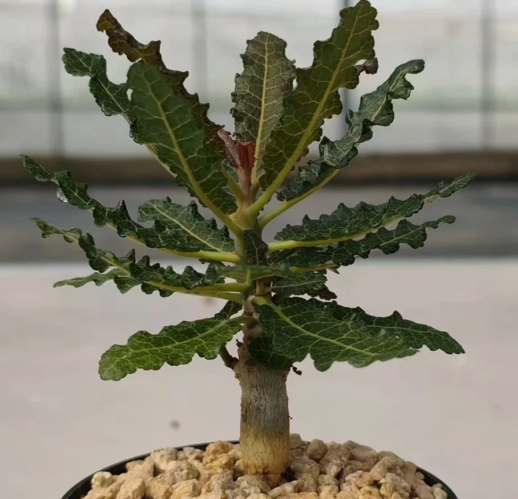 Boswellia nana 6 Pieces Seeds