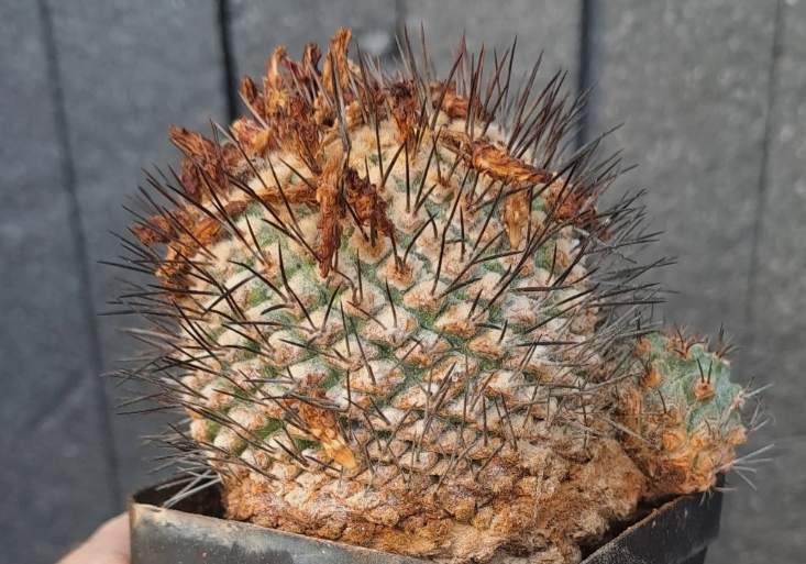 Strombocactus pulcherrimus 10 Pieces Seeds