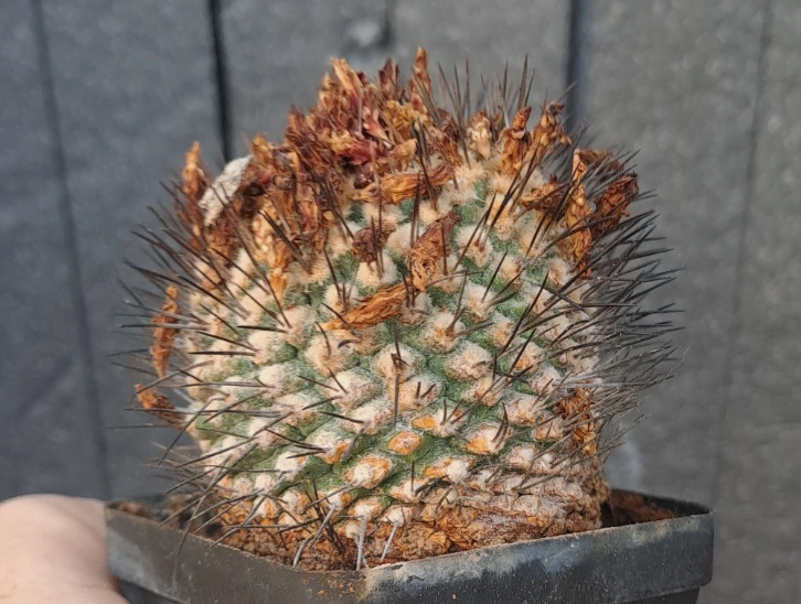 Strombocactus pulcherrimus 10 Pieces Seeds