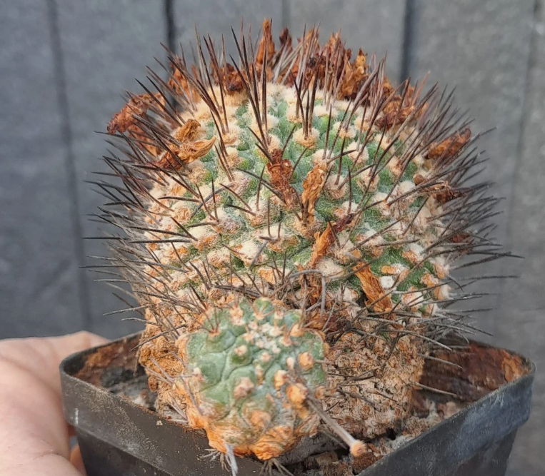 Strombocactus pulcherrimus 10 Pieces Seeds