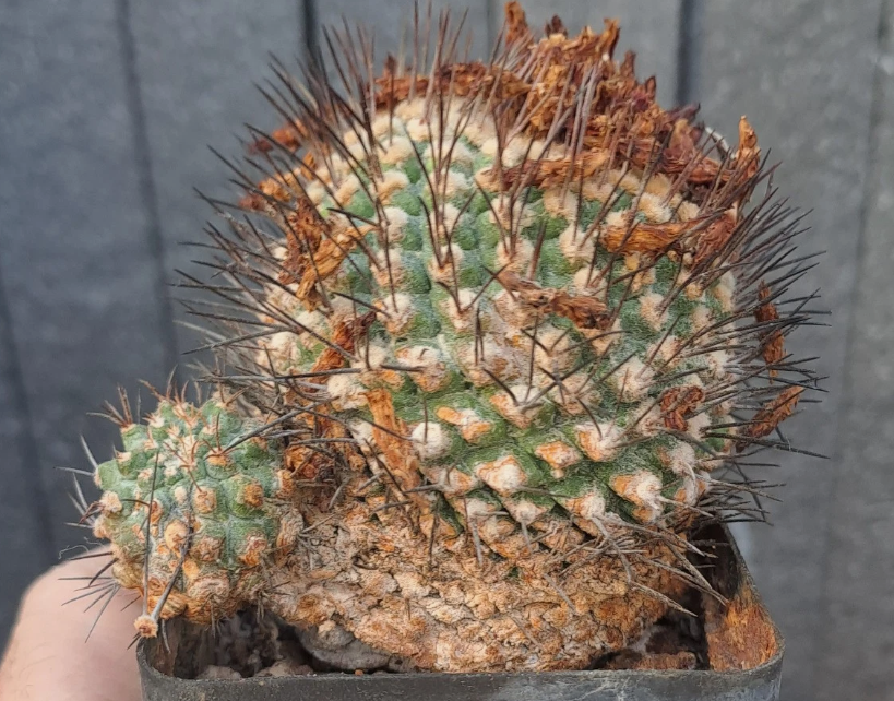 Strombocactus pulcherrimus 10 Pieces Seeds