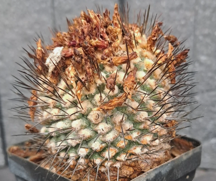 Strombocactus pulcherrimus 10 Pieces Seeds