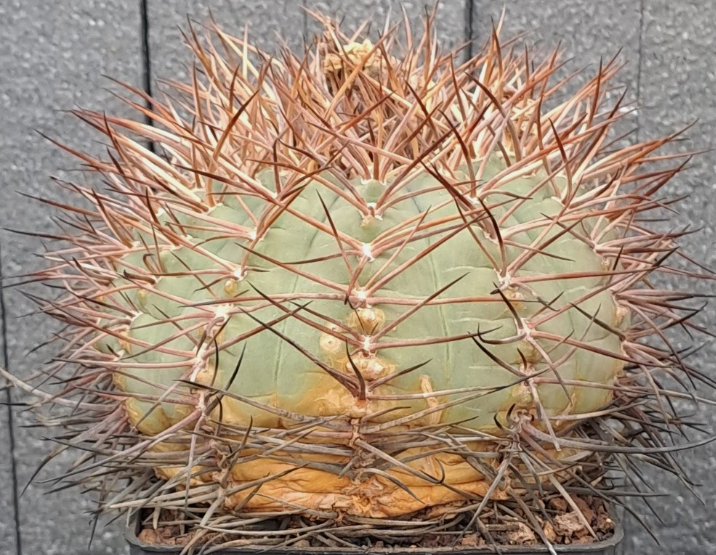 Gymnocalycium cardenasianum 10 Pieces Seeds