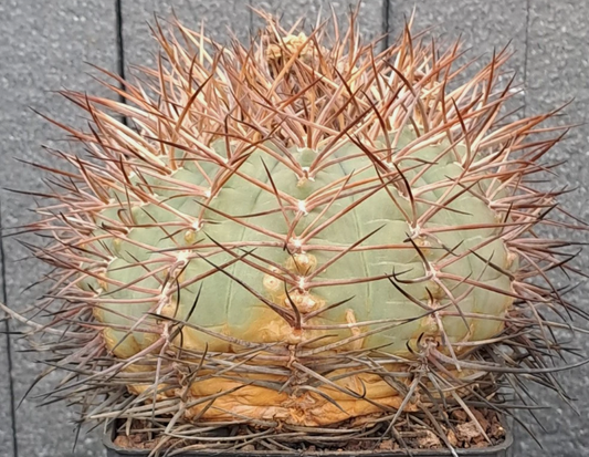 Gymnocalycium cardenasianum 10 Pieces Seeds