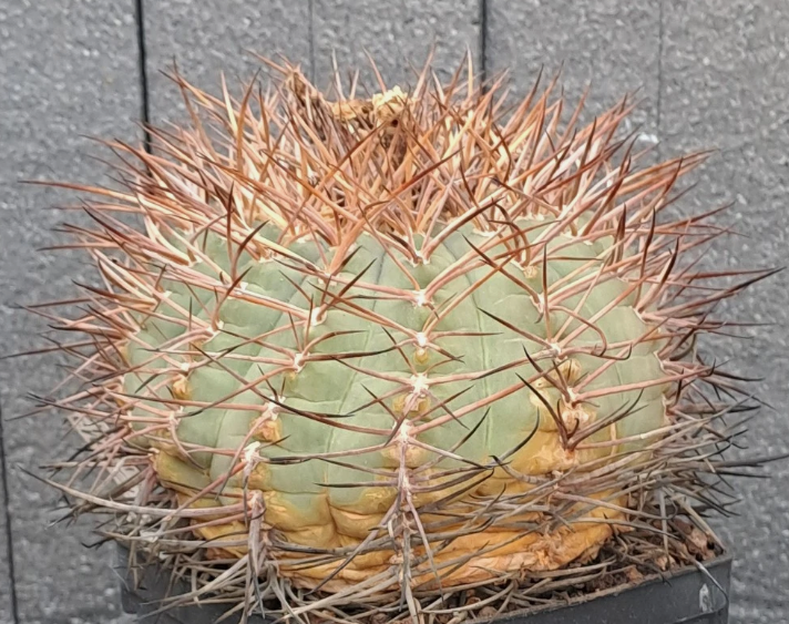Gymnocalycium cardenasianum 10 Pieces Seeds