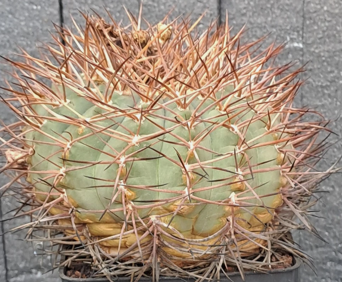 Gymnocalycium cardenasianum 10 Pieces Seeds