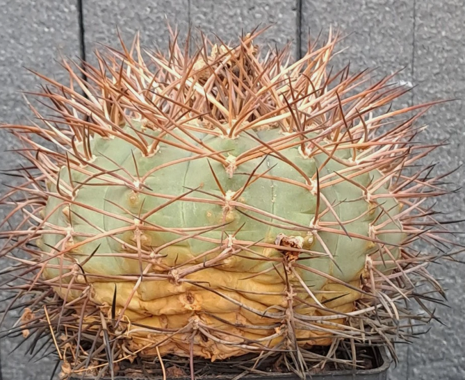 Gymnocalycium cardenasianum 10 Pieces Seeds