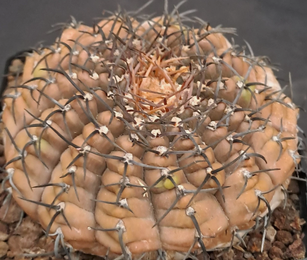 Gymnocalycium asterium 10 Pieces Seeds