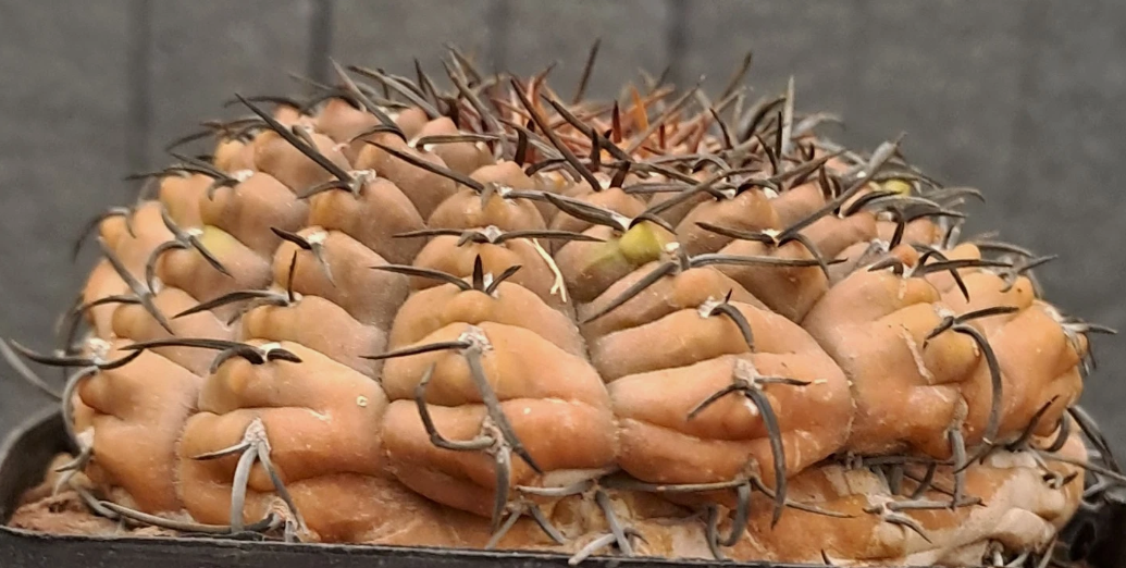 Gymnocalycium asterium 10 Pieces Seeds