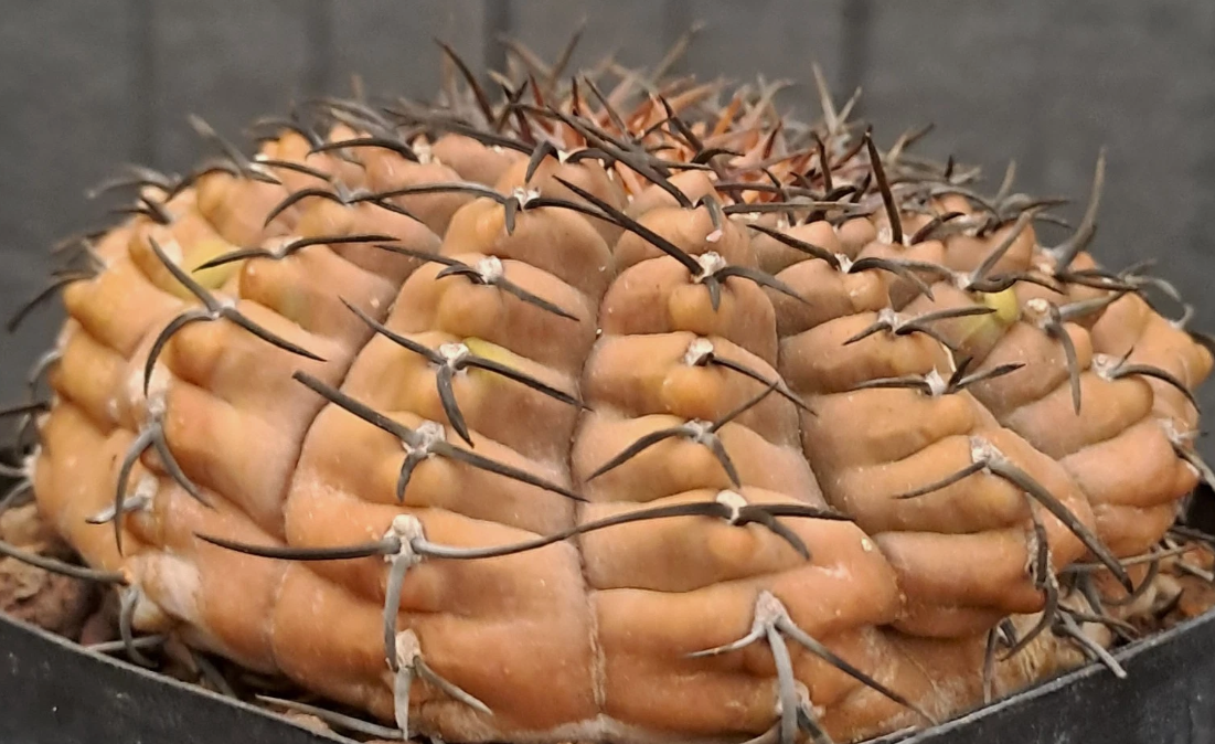Gymnocalycium asterium 10 Pieces Seeds