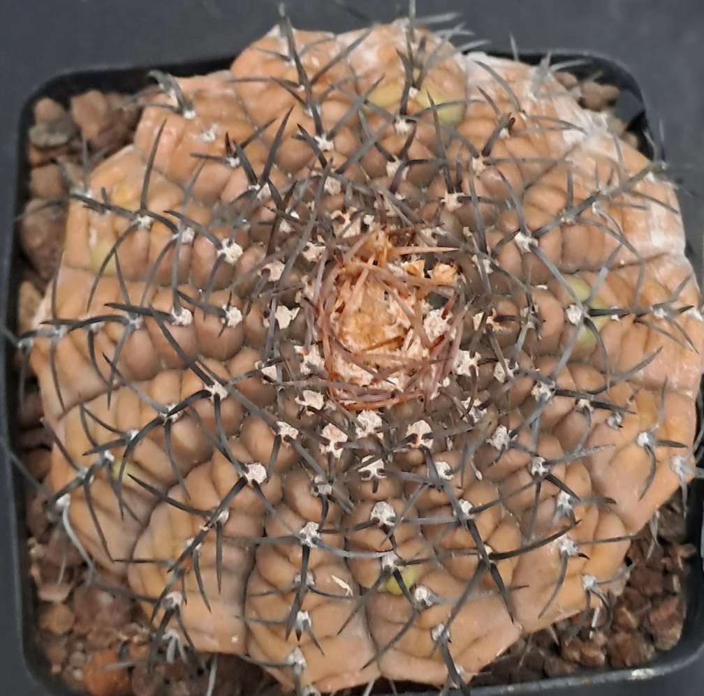 Gymnocalycium asterium 10 Pieces Seeds