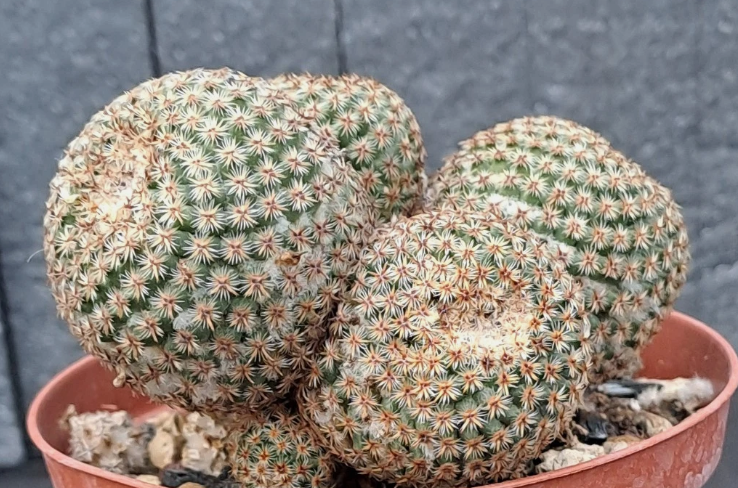 Mammillaria crucigera 15 Pieces Seeds