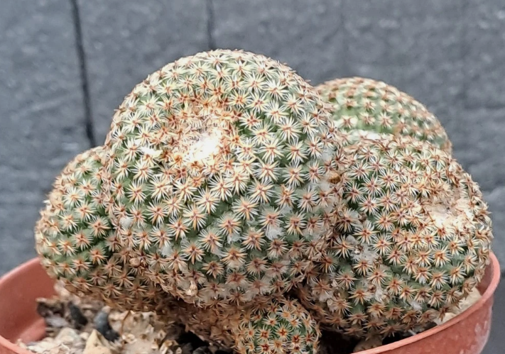 Mammillaria crucigera 15 Pieces Seeds
