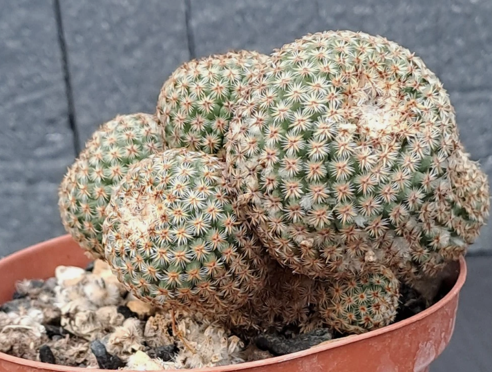 Mammillaria crucigera 15 Pieces Seeds