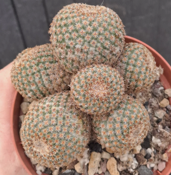 Mammillaria crucigera 15 Pieces Seeds